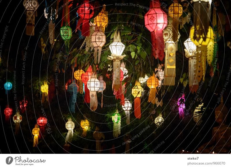 Lichterfest Baum Lampion ästhetisch exotisch Wärme mehrfarbig gelb rot Religion & Glaube Tradition Thailand Asien Buddhismus Außenaufnahme Menschenleer