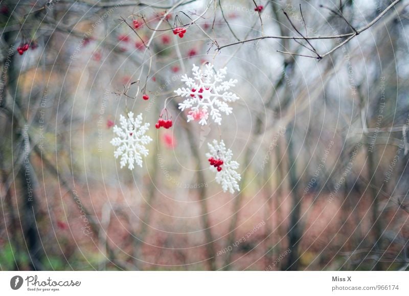 Winterdeko Garten Dekoration & Verzierung Weihnachten & Advent Wetter Eis Frost Schnee Schneefall Sträucher Wald Kitsch Krimskrams hängen kalt Schneekristall