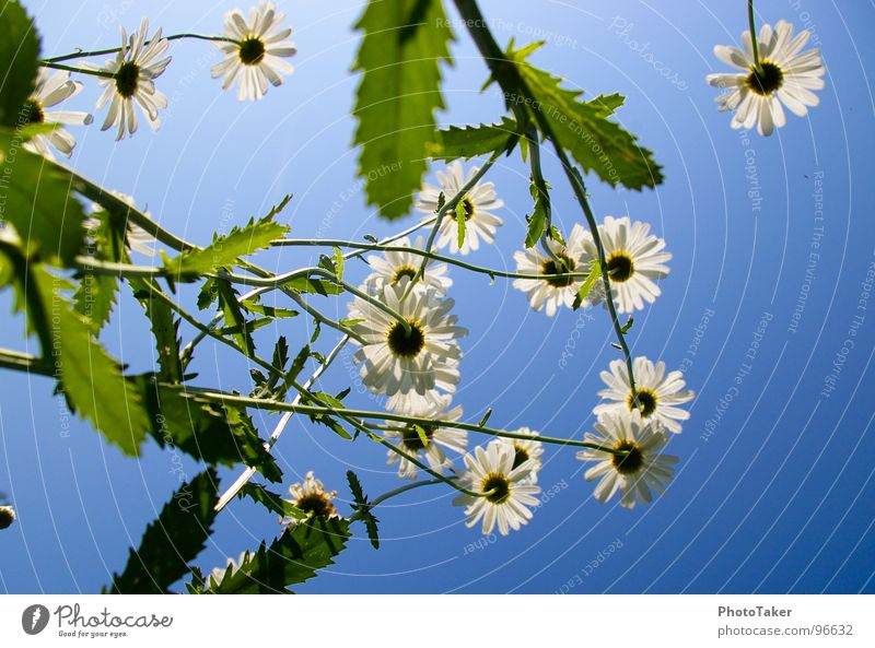 Margerithen Blume Sommer sommerlich Farbverlauf Makroaufnahme Nahaufnahme Himmel