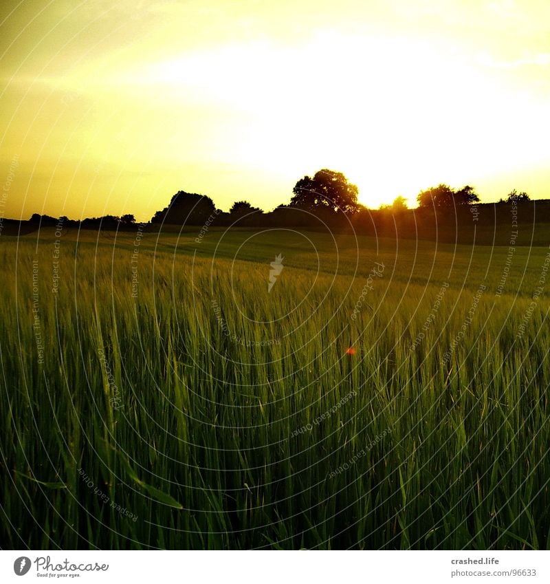 Sundown III Feld Sonnenuntergang Gelbstich gelb grün Gras Ferne Weizen Unendlichkeit Licht Sonnenaufgang Abend Morgen Sonnenstrahlen Sommer Physik Himmel Straße