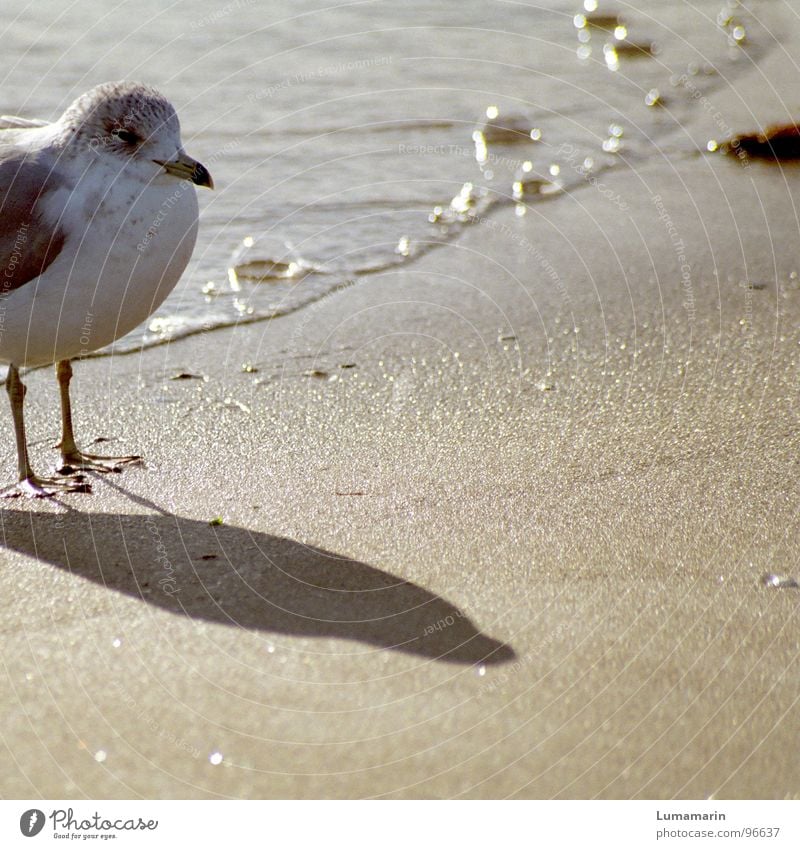 Strandwache Möwe Vogel Küste Ecke Meer Gewässer Physik Wachsamkeit bewachen fest vertikal stehen Kontrolle Bademeister streng ernst grimmig unfreundlich