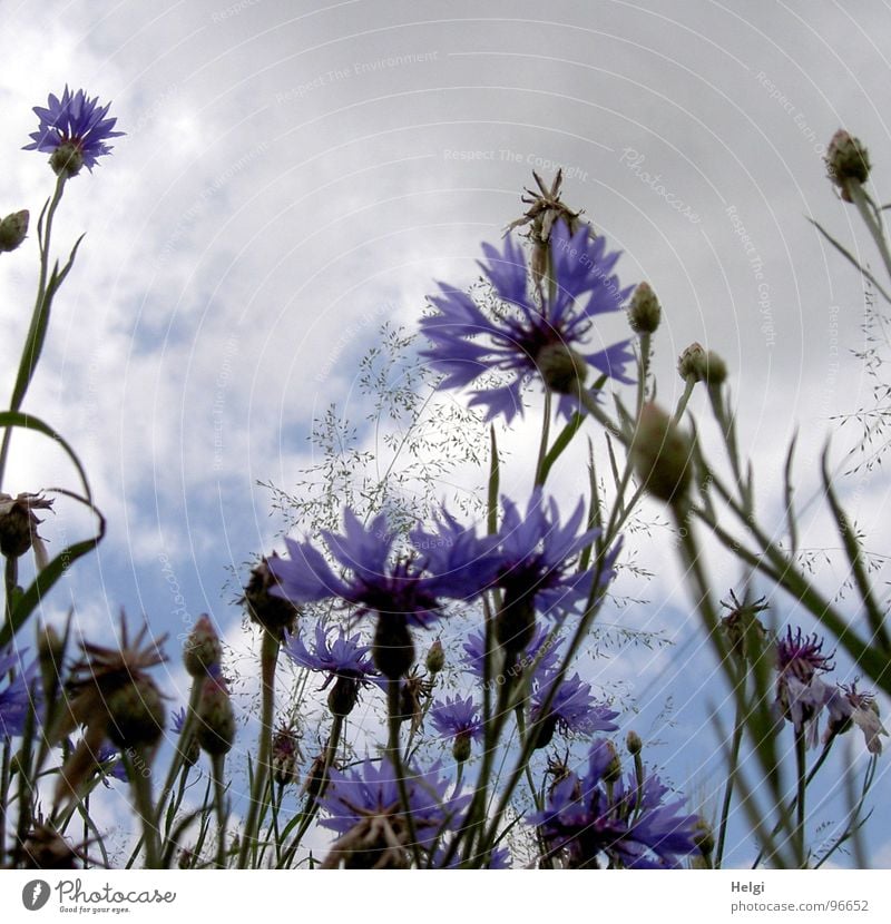 Kornblumen Blume Blüte Blühend Gras Halm Stengel Blütenblatt Wolken weiß grau Sommer Straßenrand Feld grün Licht Juli September Vergänglichkeit blau