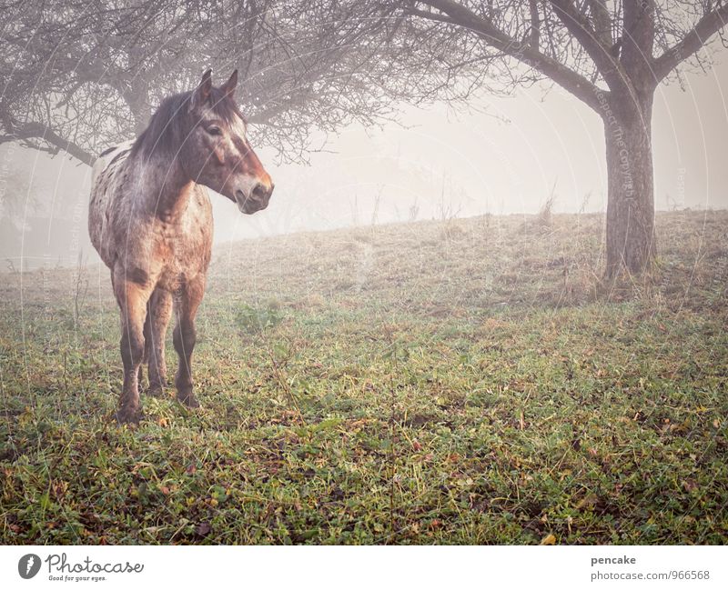 wo ist herr nilsson? Natur Landschaft Herbst Garten Wiese Pferd 1 Tier Zeichen Abenteuer Kindheit Kreativität Kultur Obstbaum Apfelbaum Streuobstwiese Schimmel