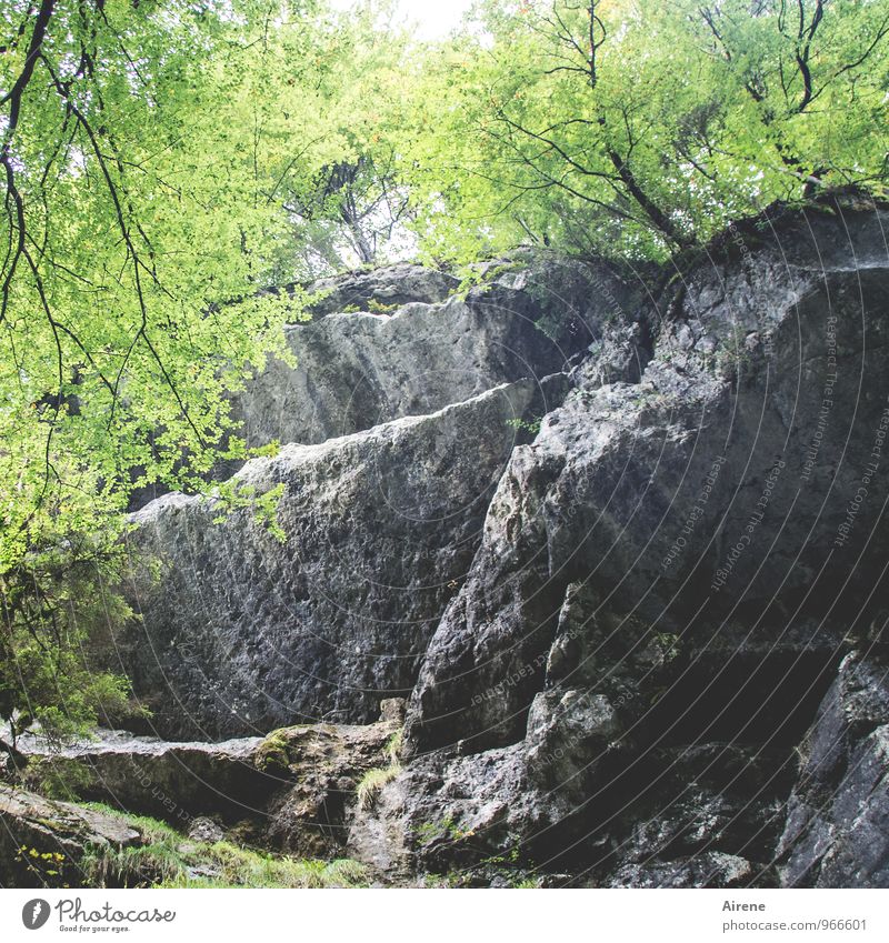 ziemliche Schieflage Natur Landschaft Pflanze Baum Laubbaum Wald Felsen Alpen Schlucht Seisenbergklamm grau grün hellgrün lindgrün zartes Grün lichtvoll