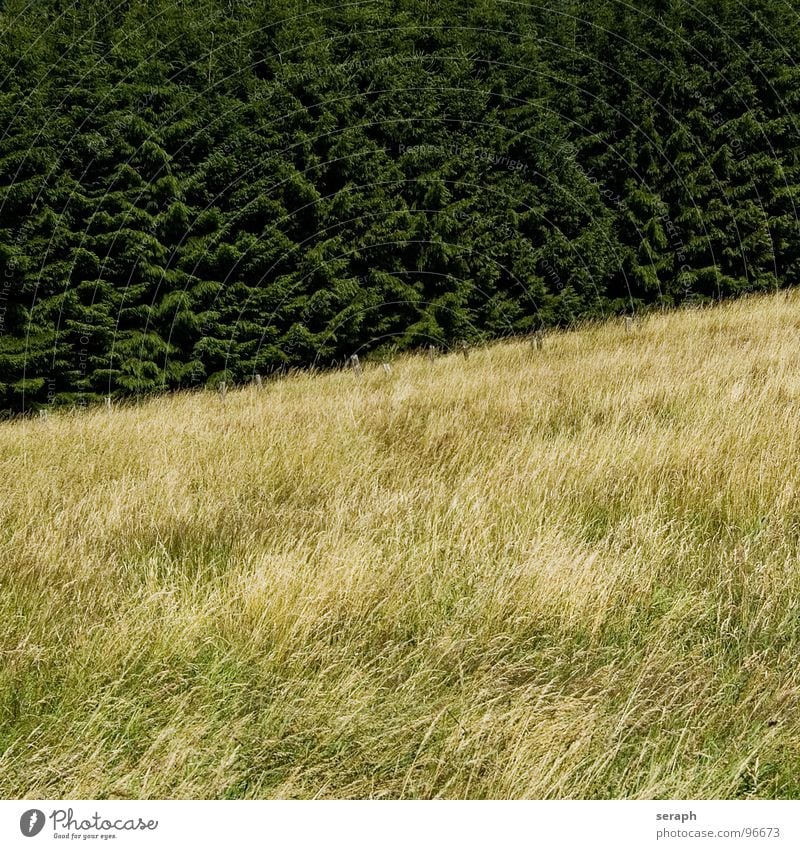 Grasland Wiese Feld Zaun Pfosten Barriere Tanne Baum Nadelbaum Berghang Hügel diagonal Wald Strukturen & Formen ländlich Umwelt Natur Landschaft Halm Getreide