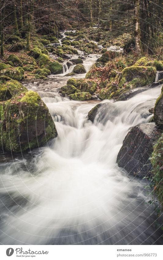 Schwarzwaldbach Ferien & Urlaub & Reisen Tourismus Ausflug Freiheit Berge u. Gebirge wandern Umwelt Natur Landschaft Pflanze Wasser Herbst Wetter Baum Moos Wald