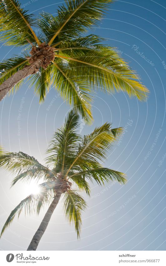 Noch einmal Zähne lang machen... Wolkenloser Himmel Sommer Schönes Wetter Pflanze Baum exotisch blau grün Ferien & Urlaub & Reisen Strand Badeurlaub Karibik