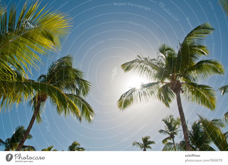 Sonnenbrandverhinderer Natur Himmel Wolkenloser Himmel Sonnenlicht Schönes Wetter Pflanze Baum Grünpflanze exotisch träumen Klischee blau