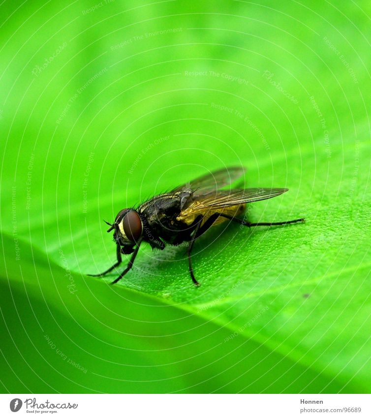 Hat mal wer ne Fliegenklatsche? Blatt Insekt grün Facettenauge Toilette fluchen Tier Pflanze Flügel Beine rechnen brummen. Dreckvieh Musca domestica Punk Natur