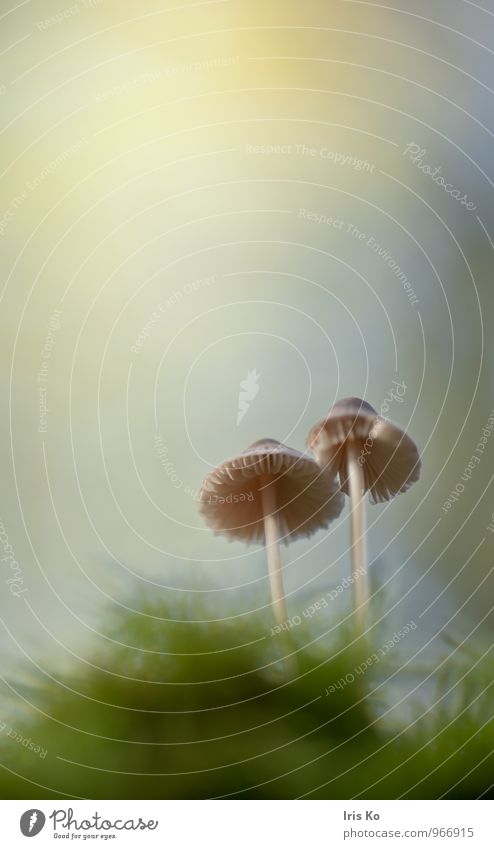 sonnige Zweisamkeit Umwelt Natur Erde Sonnenlicht Herbst Schönes Wetter Garten Wiese Wald stehen Wachstum ästhetisch Zusammensein positiv weich blau gelb grün