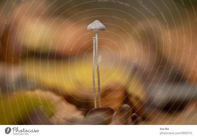 Herbst Umwelt Natur Pflanze Tier Erde Sonnenlicht Schönes Wetter Blatt Garten Park Wald leuchten träumen verblüht ästhetisch klein natürlich Wärme weich braun