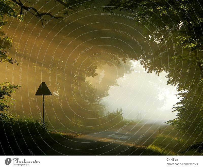 morgens um 6.07 Nebel Morgen Sonnenaufgang Physik Baum Tunnel Romantik Sommer Nordwalde Himmelskörper & Weltall Beleuchtung wonnegefühl Wärme Straße