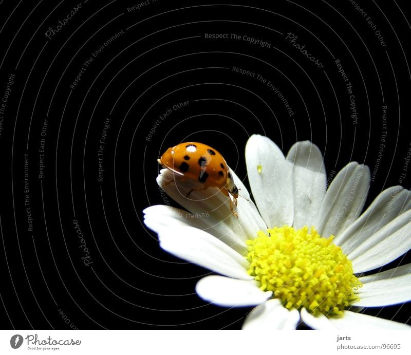 M+M Marienkäfer Blume Sommer Blüte Margarite Käfer Punkt jarts Margerite