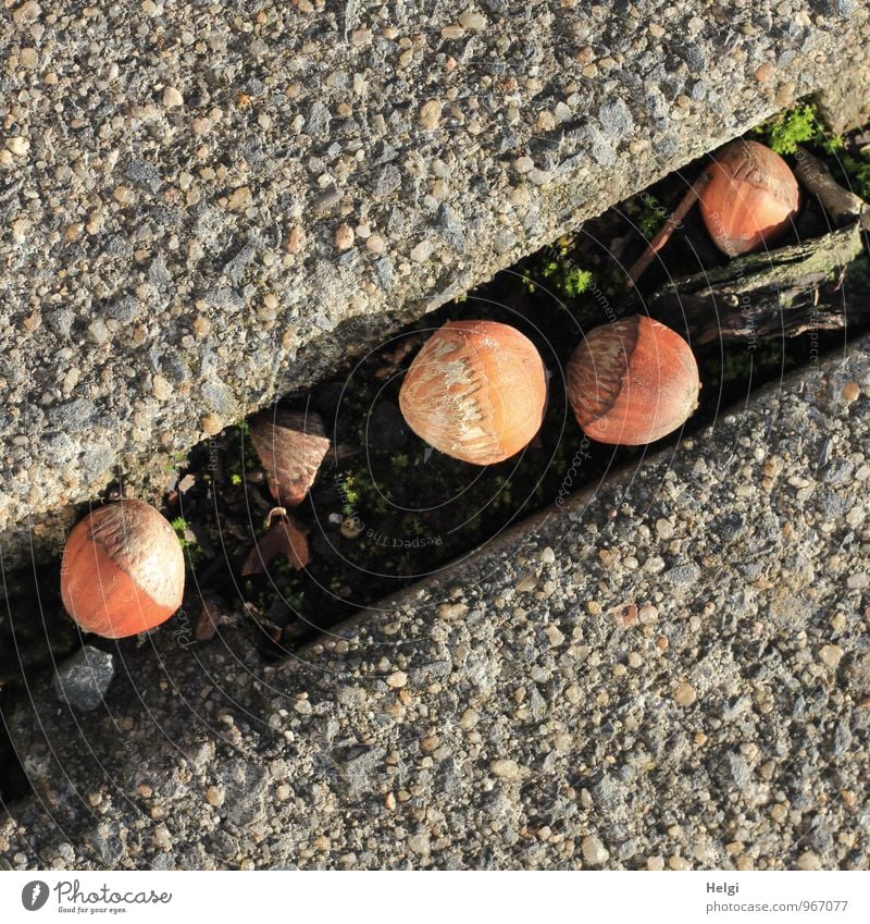 Haselnüsse... Umwelt Natur Herbst Schönes Wetter Haselnuss Park Wege & Pfade Stein liegen authentisch außergewöhnlich einfach klein lecker natürlich braun grau