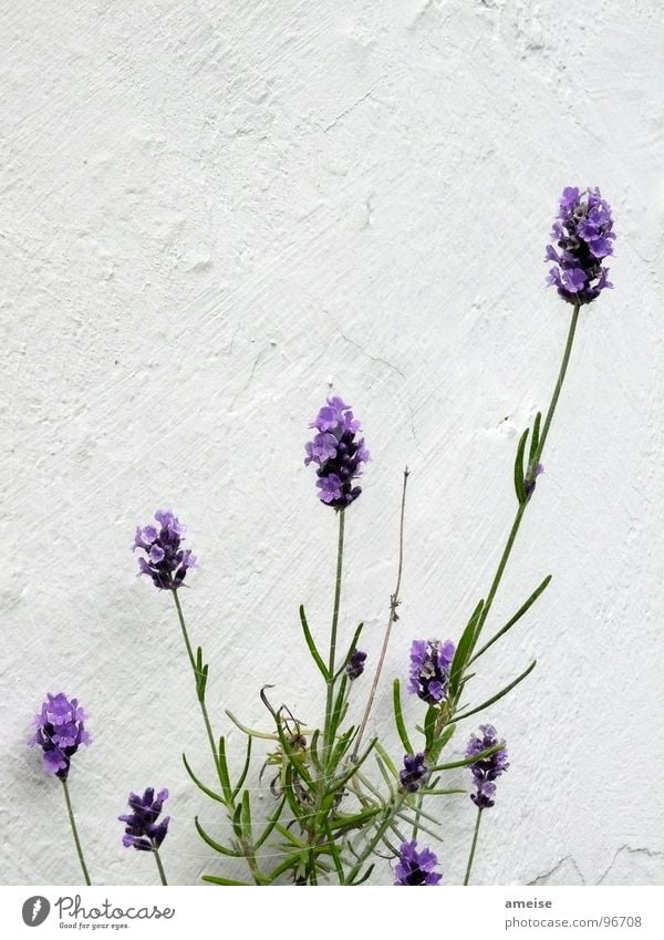 Mottengift (2. Teil) Lavendel Pflanze grün Balkon Wand Putz Wohnung schön Landschaft Makroaufnahme Nahaufnahme Wissenschaften blüte. lila Natur Duft mottengift