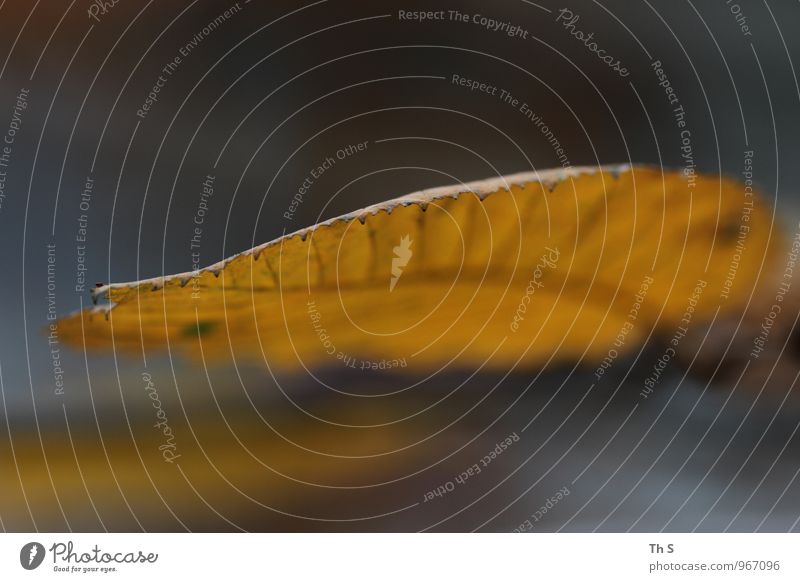 Blatt Natur Pflanze Herbst verblüht ästhetisch authentisch einfach elegant natürlich Stimmung Zufriedenheit Gelassenheit geduldig ruhig einzigartig harmonisch