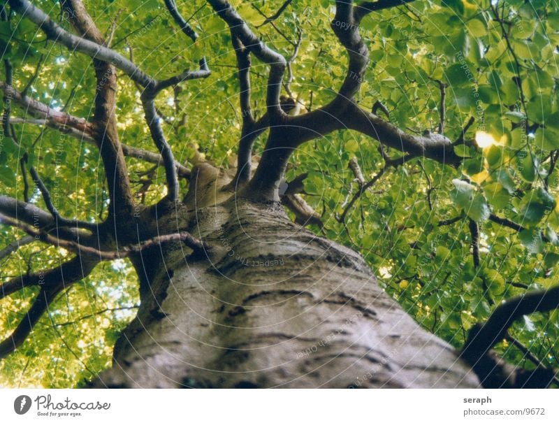 Uralter Buchenbaum Baum Buchenwald Wald Buchenblatt Blatt Baumstamm Blattadern Baumkrone Blätterdach Laubbaum Baumrinde Wachstum Pflanze Ast verästelt Blattgrün