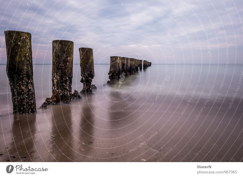 Angefressen Umwelt Landschaft Himmel Wolken Küste Ostsee blau rosa schwarz weiß Buhne Muschel Farbfoto Außenaufnahme Menschenleer Textfreiraum rechts