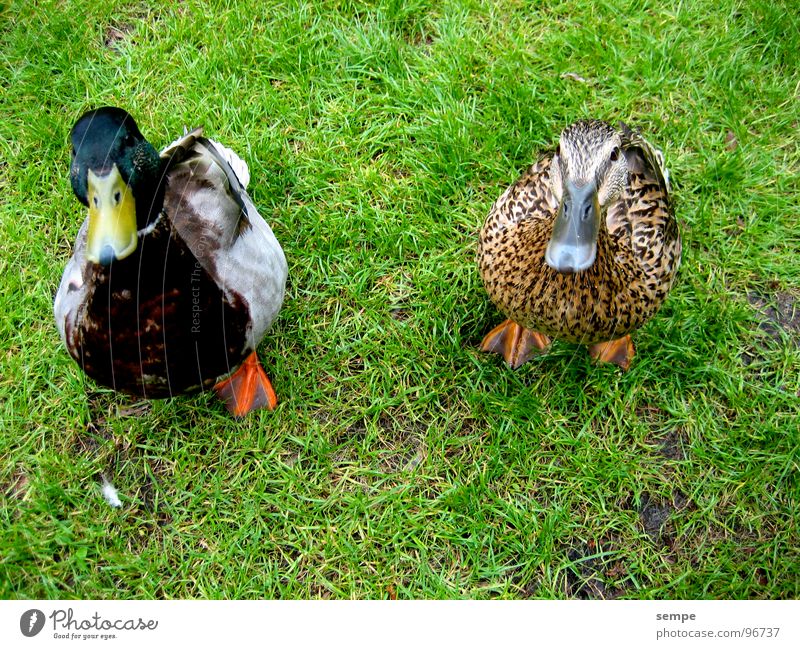 Bitte lächeln Tier Vogel süß Natur Ente lustig