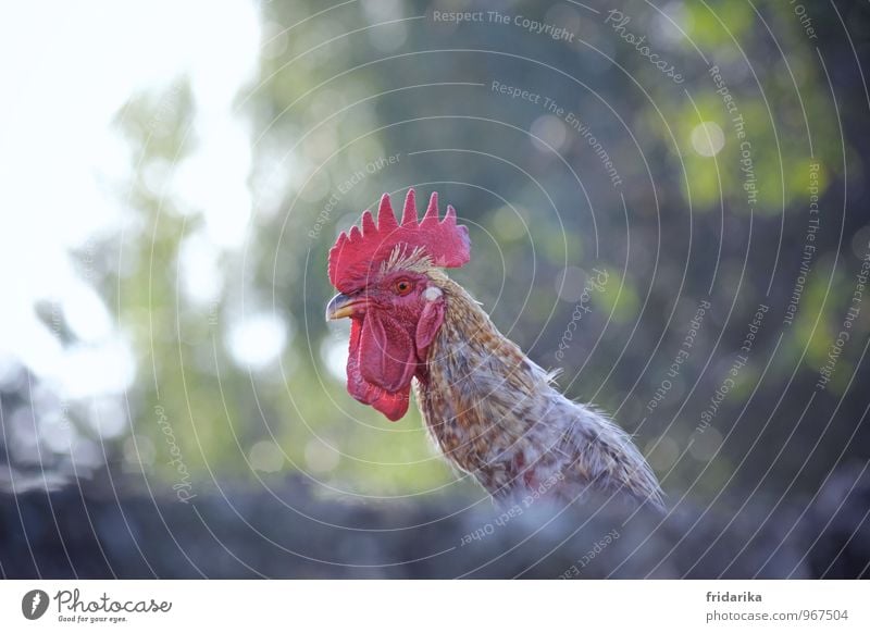 cocoricooo Baum Bauernhof Tier Haustier Nutztier Vogel Tiergesicht Hahn Haushuhn Feder Kamm Schnabel picken 1 braun grün rosa rot Krähe Farbfoto mehrfarbig