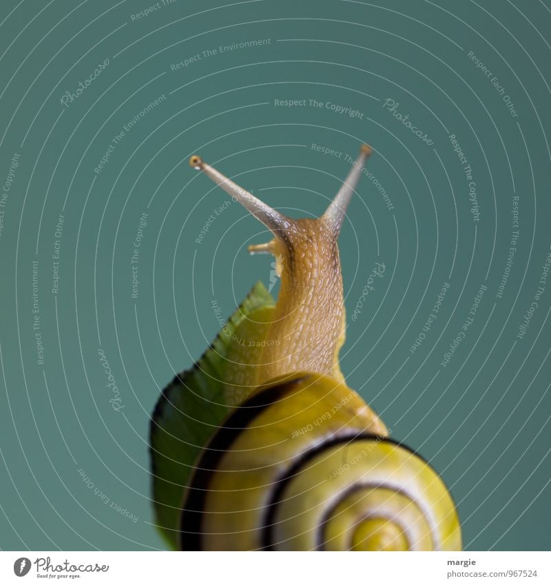 Eine gelb braune Schnecke am Ende eines Stängels mit neutralem Hintergrund Umwelt Natur Pflanze Gras Blatt Tier Wildtier Tiergesicht 1 beobachten ästhetisch