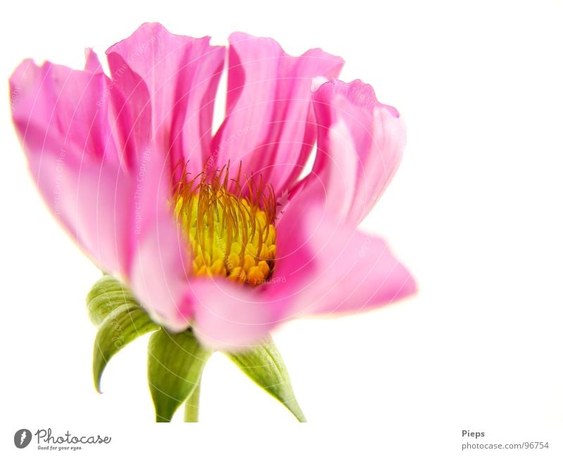 Weißer Hintergrund mit aufblühender Cosmea (2) Farbfoto Innenaufnahme Makroaufnahme Hintergrund neutral Sommer Natur Pflanze Blume Blüte Blühend Wachstum rosa