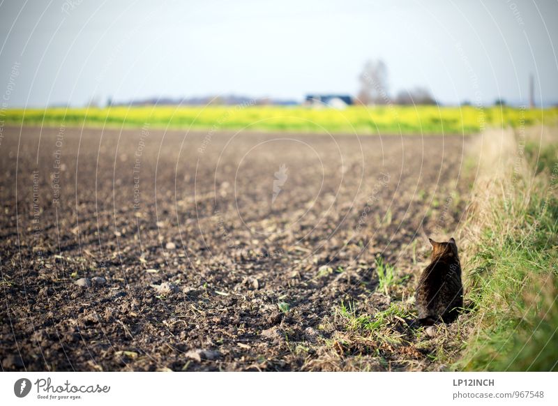 HINTER DEINEM RÜCKEN. II Umwelt Natur Landschaft Pflanze Tier Erde Winter Schönes Wetter Gras Wiese Feld Haustier Katze 1 Jagd sitzen frei retro Klima Überleben