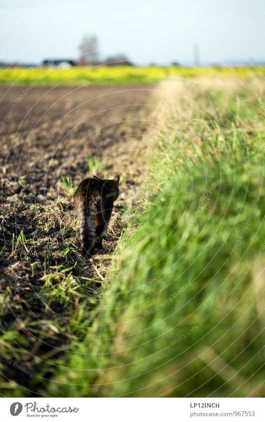 HINTER DEINEM RÜCKEN. III Umwelt Natur Landschaft Pflanze Tier Erde Winter Schönes Wetter Haustier Katze 1 Bewegung Jagd frei Appetit & Hunger Abenteuer