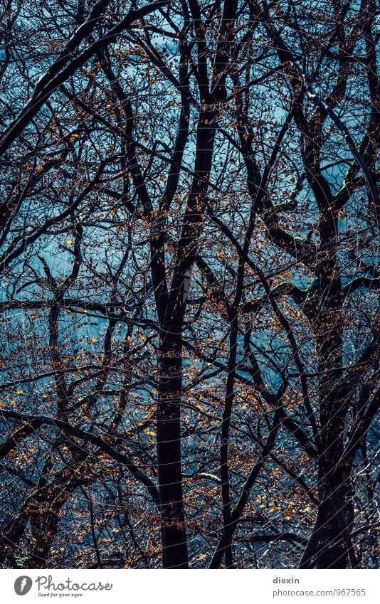 Südpfalz | Geäst Ausflug wandern Umwelt Natur Pflanze Sonnenlicht Herbst Baum Blatt Ast Zweig Zweige u. Äste Baumstamm Wald Pfälzerwald natürlich türkis