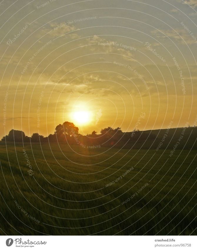 Sundown V Feld Sonnenuntergang Gelbstich gelb grün Gras Ferne Weizen Unendlichkeit Licht Sonnenaufgang Abend Morgen Sonnenstrahlen Sommer Physik Himmel Straße