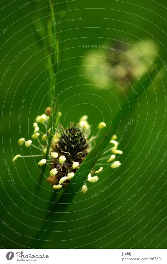 Spitzer Wegerich Spitzwegerich Pflanze Heilpflanzen Wiese Wachstum Blühend Gras Ähren grün weiß bestäuben Blüte Saft Waldrand verblüht aus dem Nichts Spießkraut