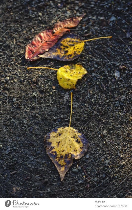 Schwarzrotgold Natur Pflanze Erde Blatt liegen schwarz Richtung Farbfoto Außenaufnahme Menschenleer Textfreiraum links Textfreiraum rechts Tag Kontrast