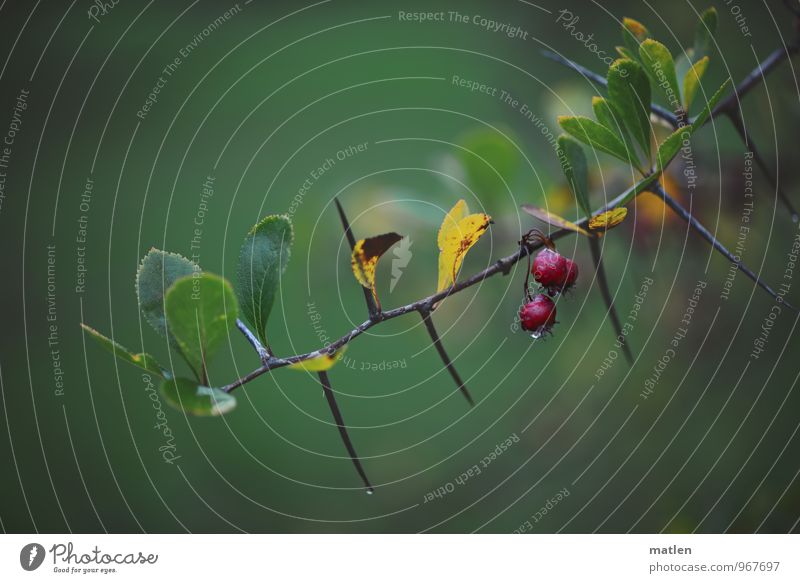 nasse Dornen Pflanze Wasser Wassertropfen Herbst Wetter schlechtes Wetter Regen Sträucher gelb grün rot Dornenbusch Beeren Berberitze Farbfoto Außenaufnahme