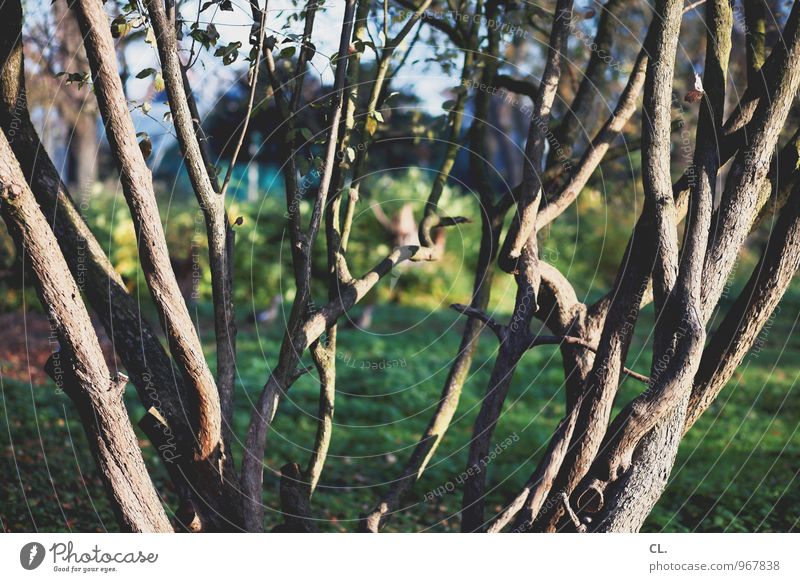 verzweigt Umwelt Natur Schönes Wetter Baum Ast Park Wald komplex Farbfoto Außenaufnahme Menschenleer Tag Licht Schatten Sonnenlicht Schwache Tiefenschärfe