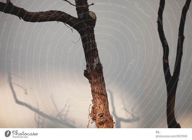 mir fällt leider nichts ein Umwelt Natur Sonnenlicht Herbst Wetter Schönes Wetter Baum Zweig Mauer Wand Baumstamm Baumrinde Farbfoto Außenaufnahme Menschenleer