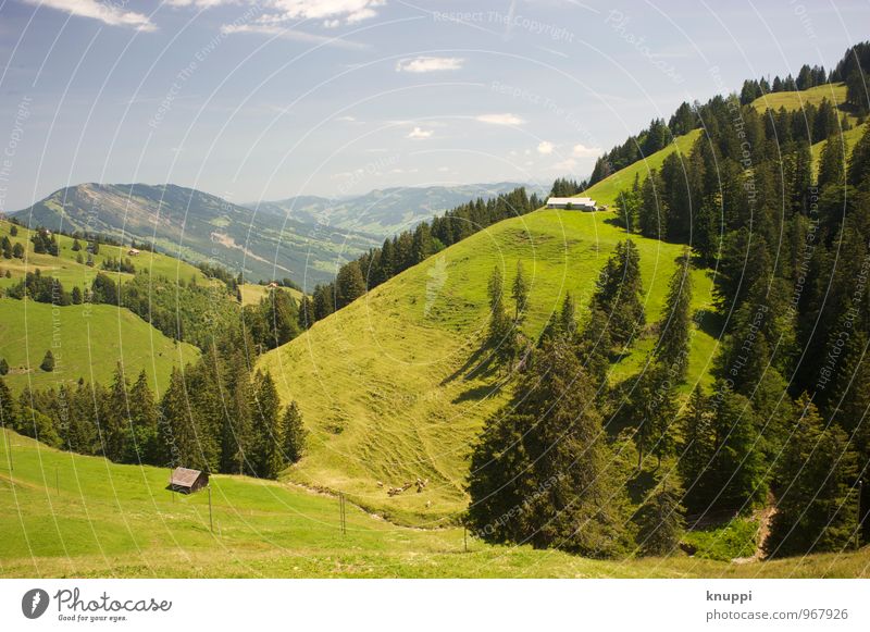 summertime Umwelt Natur Landschaft Pflanze Luft Himmel Wolkenloser Himmel Horizont Sonne Sonnenlicht Frühling Sommer Klimawandel Schönes Wetter Wärme Baum Gras