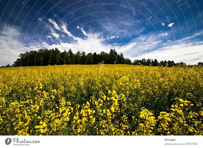 Frühling Umwelt Natur Landschaft Pflanze Himmel Wolken Sonne Sonnenlicht Wetter Schönes Wetter Wärme Baum Blume Blatt Blüte Nutzpflanze Raps Rapsfeld Rapsanbau