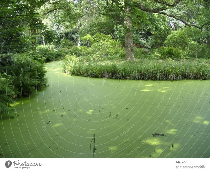 Berggarten Hannover grün Teich Wildnis Urwald unberührt See ruhig Erholung unbeobachtet Natur Wasser Ente berggarten pond wilderness water hanover ducks jungle