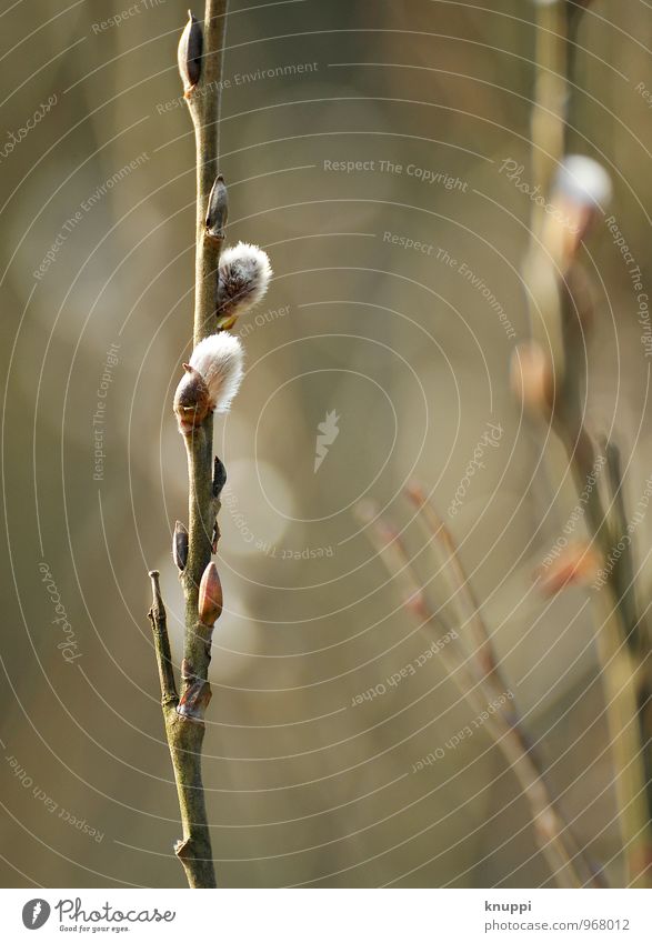 Frühlingsboten Umwelt Natur Pflanze Sonne Sonnenlicht Schönes Wetter Sträucher Blüte Weidenkätzchen Garten Park Wald Blühend Freundlichkeit Fröhlichkeit frisch