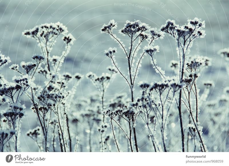 Winterknöspchen III Umwelt Natur Eis Frost Schnee Pflanze Sträucher Beginn bizarr elegant kalt Eisblumen Schneekristall Eiskristall Raureif Gedeckte Farben