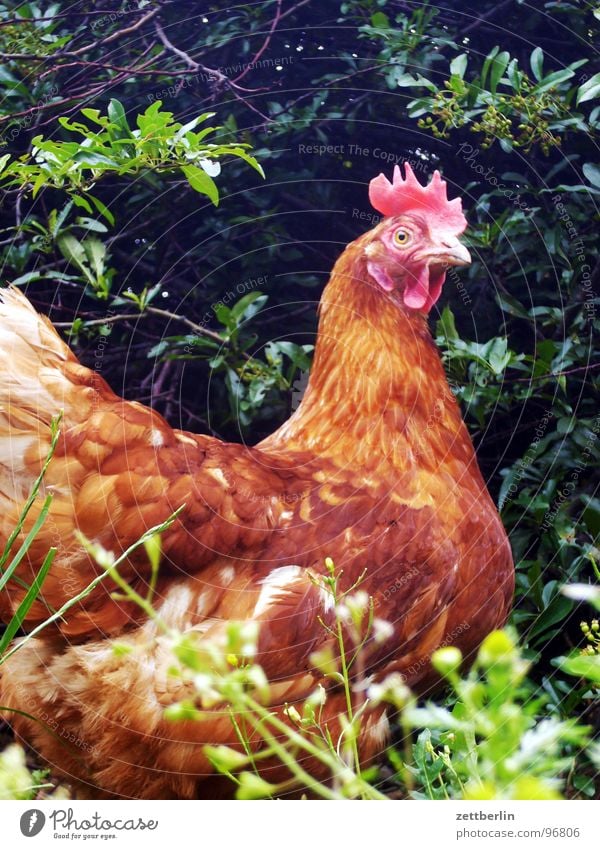 Huhn Haushuhn Legehenne Eierverkäufer freilaufend passend Landei Mysterium Vogel hühnchen leghorn Bioprodukte Biologische Landwirtschaft biologisch-dynamisch