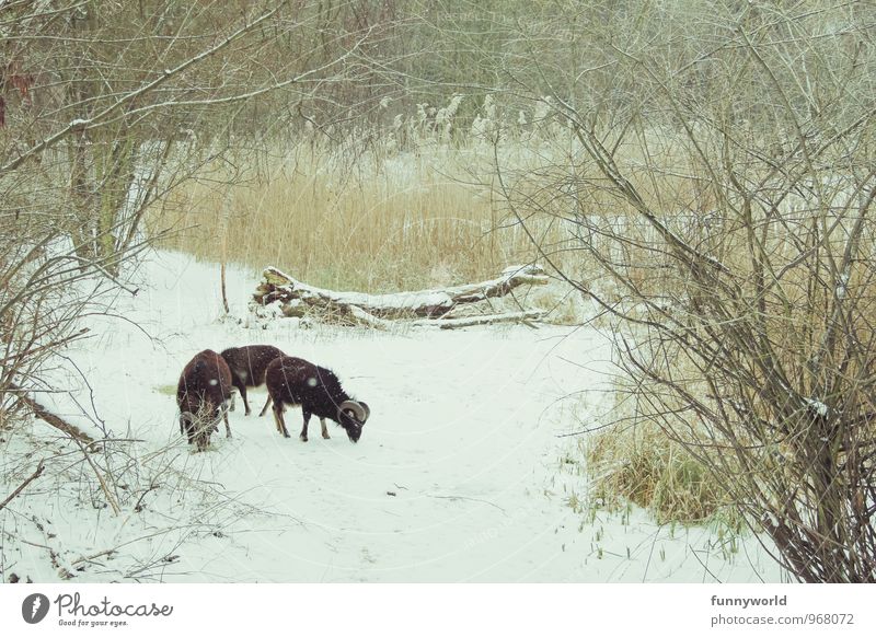 Futterstelle Pflanze Tier Winter Eis Frost Schnee Park Nutztier Soayschaf Hausschaf Tiergruppe Essen Nahrungssuche Appetit & Hunger Fressen Rixdorfer Teich