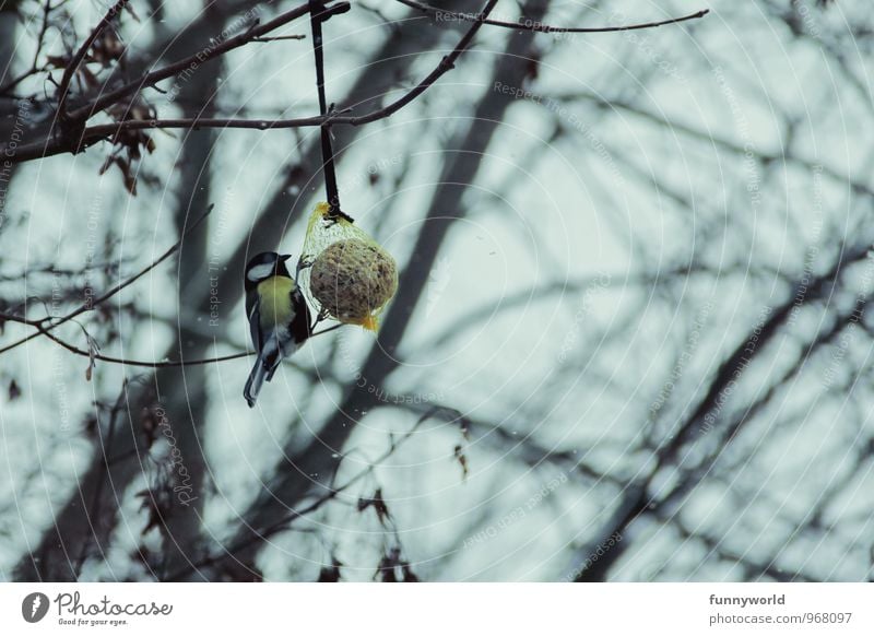 Futter. Jetzt. Umwelt Natur Pflanze Tier Klima Klimawandel Baum Wildtier Vogel Meisen Kohlmeise Singvögel 1 Essen füttern Meisenknödel Futterknödel Vogelfutter