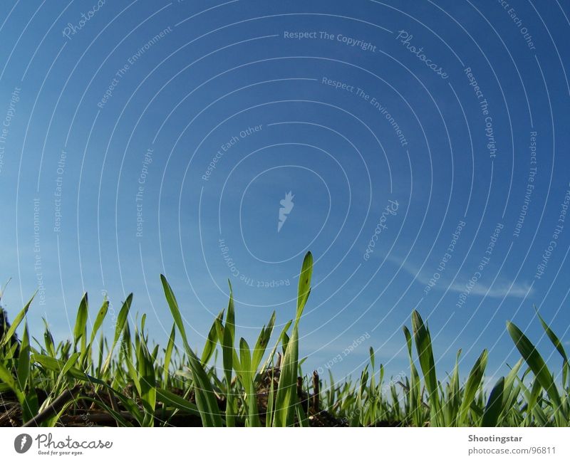 Neues wächst auf Wachstum Reifezeit aufgehen Feld Aussaat Gras grün Frühling Frucht bringen heranreifen Blauer Himmel spriesen Jungpflanze Erde blau neu Ernte