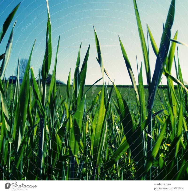 ganz unten grün Wiese Erholung Blume ruhig himmlisch Pflanze Rasen chill Himmel blau einzeln Frieden Schönes Wetter Zufriedenheit Prima