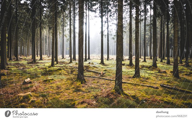 crossing lines. Umwelt Natur Landschaft Pflanze Sonnenlicht Sommer Herbst Klima Baum Wald groß hoch kalt saftig Sauberkeit wild braun gelb grau grün