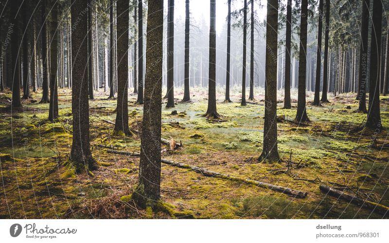 in reih und glied. Umwelt Natur Pflanze Frühling Sommer Herbst Klima Wetter Nebel Regen Wald alt Gesundheit Zusammensein kalt nachhaltig natürlich saftig