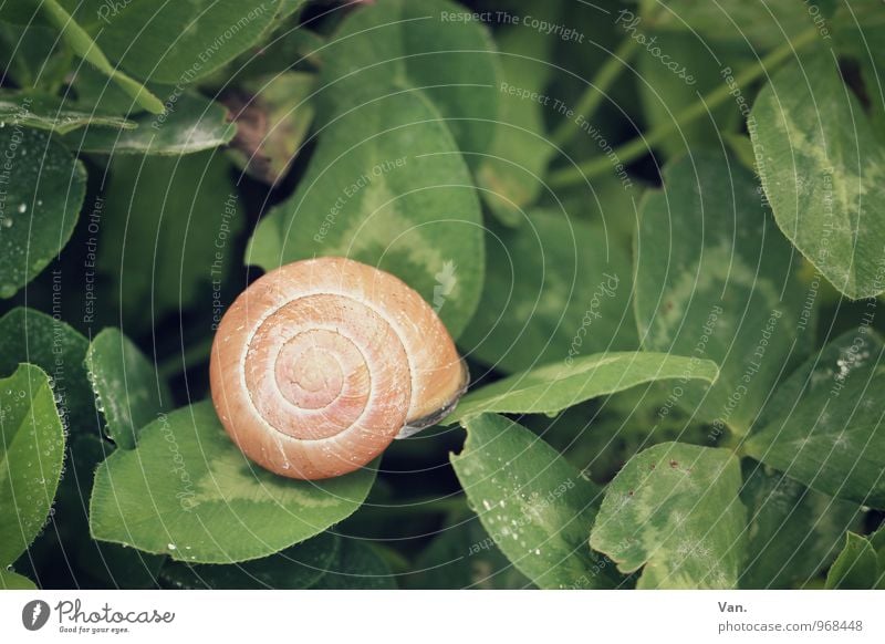 Haus im Grünen Natur Pflanze Herbst Blatt Klee Tier Schnecke Schneckenhaus 1 klein grün orange Tau Farbfoto mehrfarbig Außenaufnahme Nahaufnahme Menschenleer