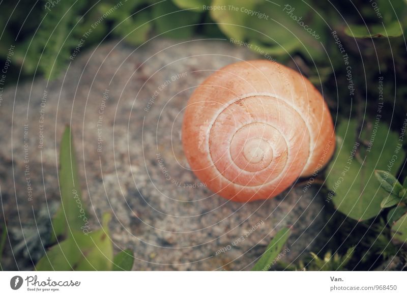 Haus auf Stein Natur Tier Erde Herbst Pflanze Grünpflanze Schnecke Schneckenhaus 1 klein orange Farbfoto mehrfarbig Nahaufnahme Menschenleer Tag