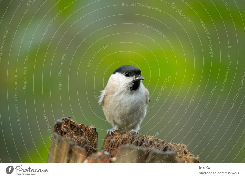 Weidenmeise Umwelt Natur Tier Wildtier Vogel Tiergesicht Flügel 1 entdecken hocken Blick frei Freundlichkeit Neugier niedlich braun grün Vertrauen Tierliebe